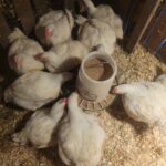chickens